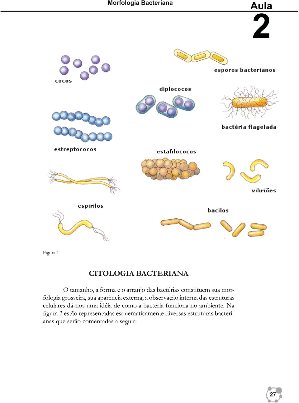 das estruturas celulares dá-nos uma idéia de como a bactéria funciona no ambiente.