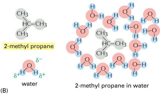 Lipídios de membrana -molécula hidrofílica -polar -interação