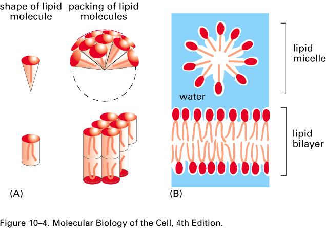 Fluidez de membrana -proibição de bordas -moléculas anfipáticas