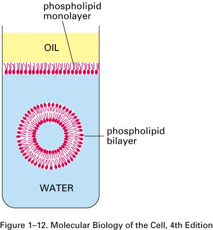 Considerações gerais -Todas as células são envoltas por membrana plasmática -Definição de limites -Barreira seletiva -Manutenção da composição do meio intracelular diferente do meio extracelular