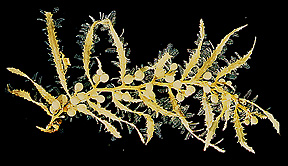 Macrocystis sporophylls