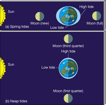 Seqüência da Maré Efeito combinados do Sol + (s nova e cheia) produzem as marés mais altas Efeito combinados do
