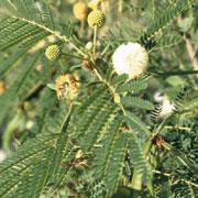 Alterações no ambiente Urochloa decumbens Leucaena leucocephala incentivos: