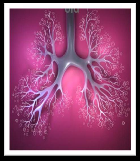 Evolução da Maturidade Pulmonar 7-16 sem 16-26 sem 28-36 sem 36