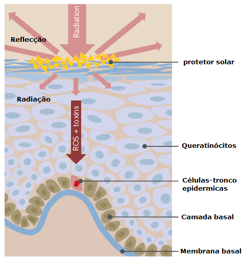 Reparação da pele controlada por células-tronco epidérmicas A radiação UV gera radicais livres na pele, que pode provocar eritema e afetar a atividade da células-tronco levando ao foto-envelhecimento.