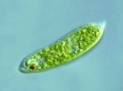 unicelulares eucariontes como os protozoários (heterótrofos)