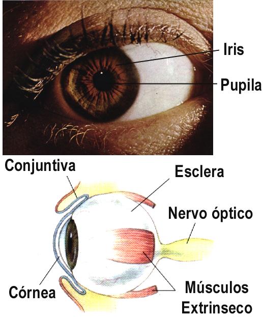 ANATOMIA