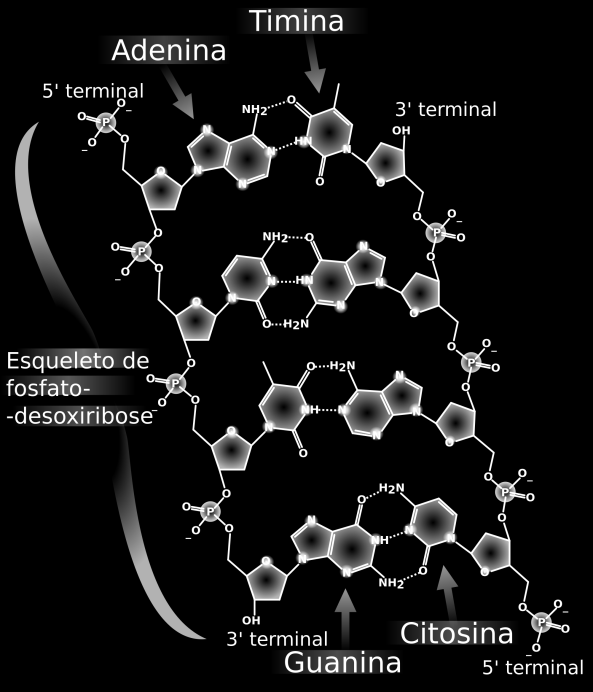 116 nucleotídeos de cada fita formam pares com a outra fita por meio de ligações de hidrogênio entre as bases adenina e guanina e