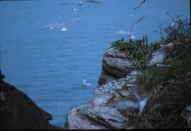 Com área de 1 ha, localiza-se em frente à Toque-Toque Pequeno e dista cerca de 120 metros da costa; A profundidade do entorno ultrapassa os 20 metros; A vegetação está bastante alterada com grande