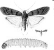 Pyralis farinalis, A mariposa mede cerca de 25 mm de comprimento com as asas estendidas; Asas anteriores com o terço basal e extremidade de coloração castanha, diferenciados por uma faixa transversal