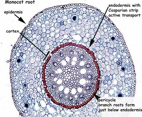 Monocotiledônea epiderme Endoderme córtex córtex
