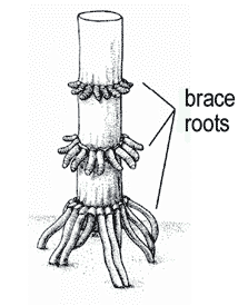 Raiz Primária Primeira raiz da planta = raiz primária Dicotiledôneas e gimnospermas origina a raiz pivotante Sist.