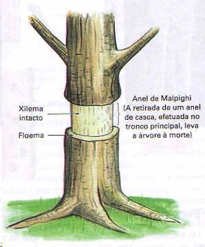 Este experimento (Anel de Malpighi) consiste em tirar a casca de uma árvore ou arbusto formando um anel completo em torno de seu caule. A casca retirada contém os tecidos periféricos e o floema.