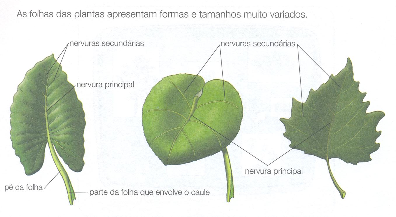 A seiva bruta é o líquido formado pela água e pelos sais minerais que sobe pelo caule até às folhas das plantas.