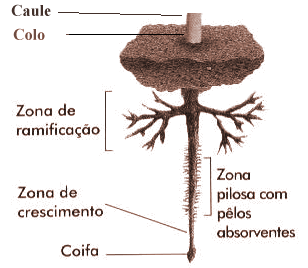 Colo: é a zona de transição entre a raiz e o caule e tem pequenas dimensões.