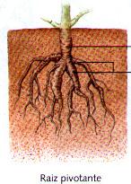Raízes Subterrâneas Também chamada raiz de cabeleira, não possui