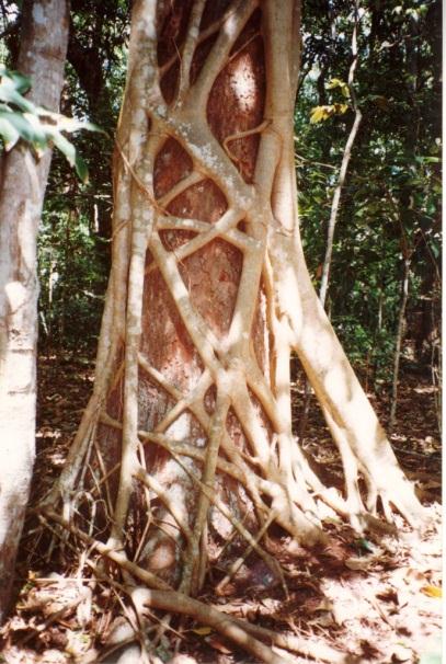 As raízes estão adaptadas ao ambiente em que a planta vive: Raízes suporte ou escoras. Ex.: Plantas do mangue. Raízes com velame. Ex.: Orquídea. Raízes grampiformes. Ex.: Hera.