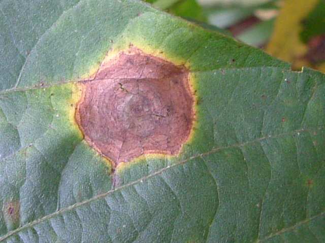 Mancha alvo - Corynespora cassiicola - Pontuações pardas com halo amarelado - Grandes manchas circulares castanho claro a castanho escuro (até