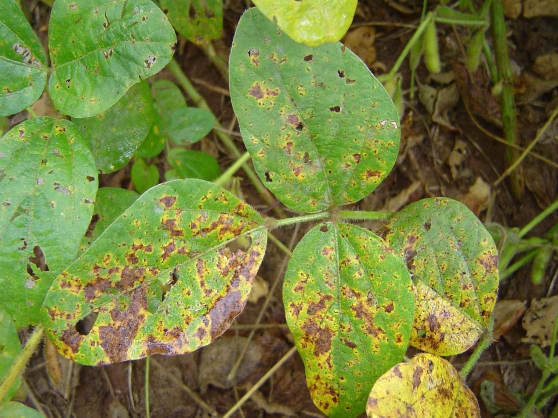 Doenças de final de ciclo Mancha parda ou septoriose - Septoria glycines (Micosphaerella unspenskajae) - Folhas: pontuações pardas (1 mm), as quais evoluem e formam manchas