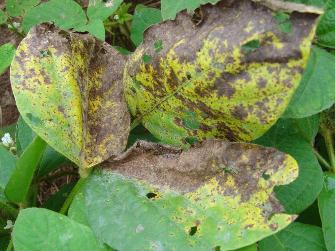 Doenças de final de ciclo Crestamento de cercospora - Cercospora kikuchii - Folhas: pontuações escuras, castanho avermelhadas,