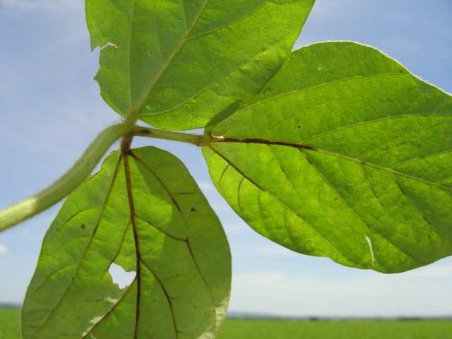 Antracnose - Colletotrichum dematium var.