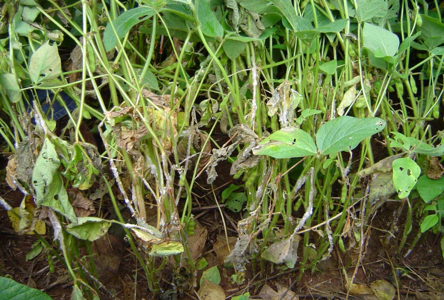 Mofo branco - Sclerotinia sclerotiorum - Região Sul e Chapadas do