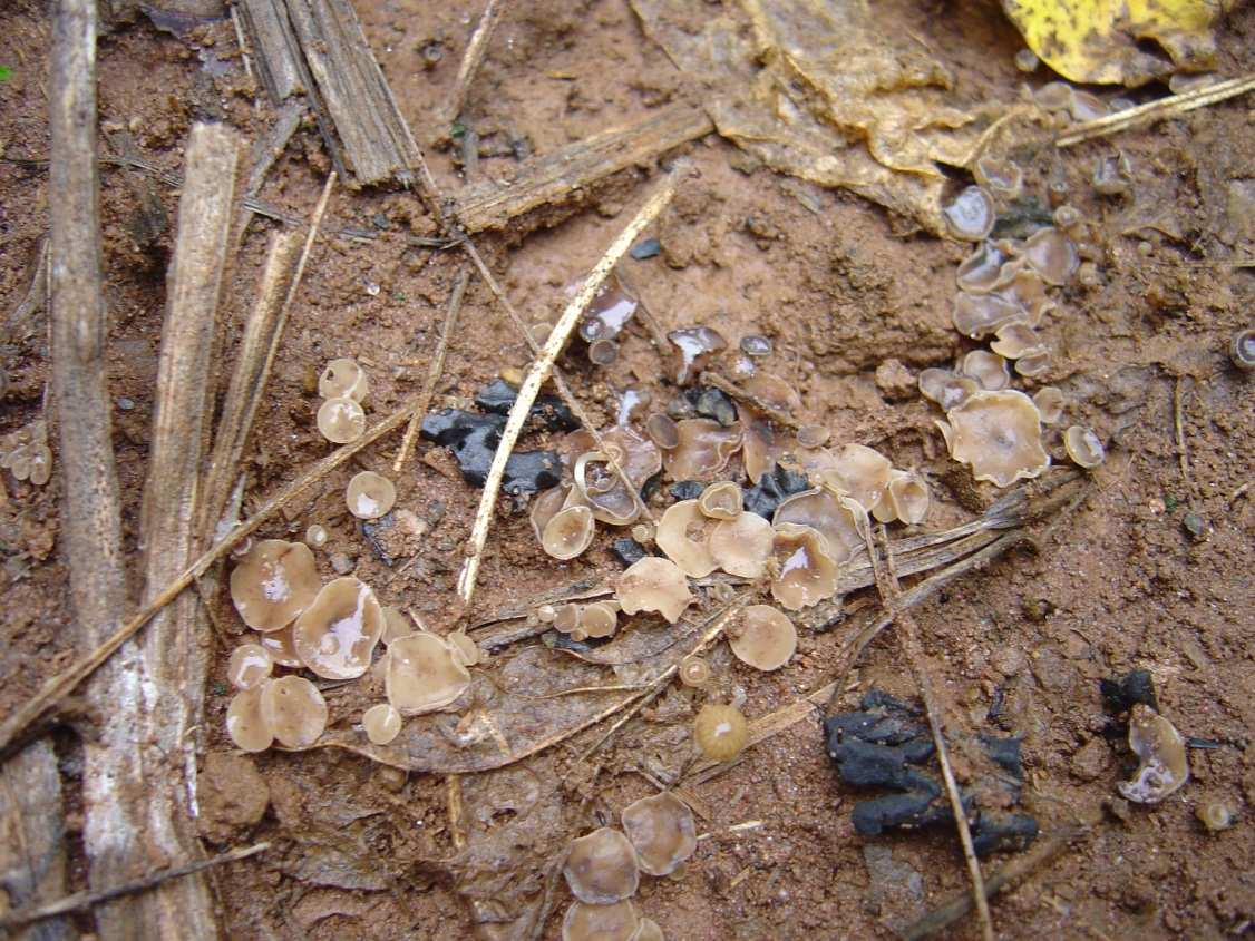 Mofo branco - Sclerotinia sclerotiorum - Umidade do solo