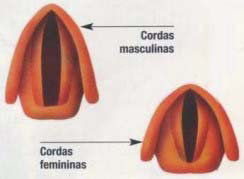 55 FIGURA 17 Comparação simplificada entre as pregas vocais femininas e masculinas 50 Dentre os muitos efeitos causados pela castração (efetuada antes da puberdade) no corpo do homem, pode-se