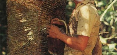 HEVEICULTURA COMO ALTERNATIVA AO Seringal Nativo da Amazônia A heveicultura é uma das atividades do
