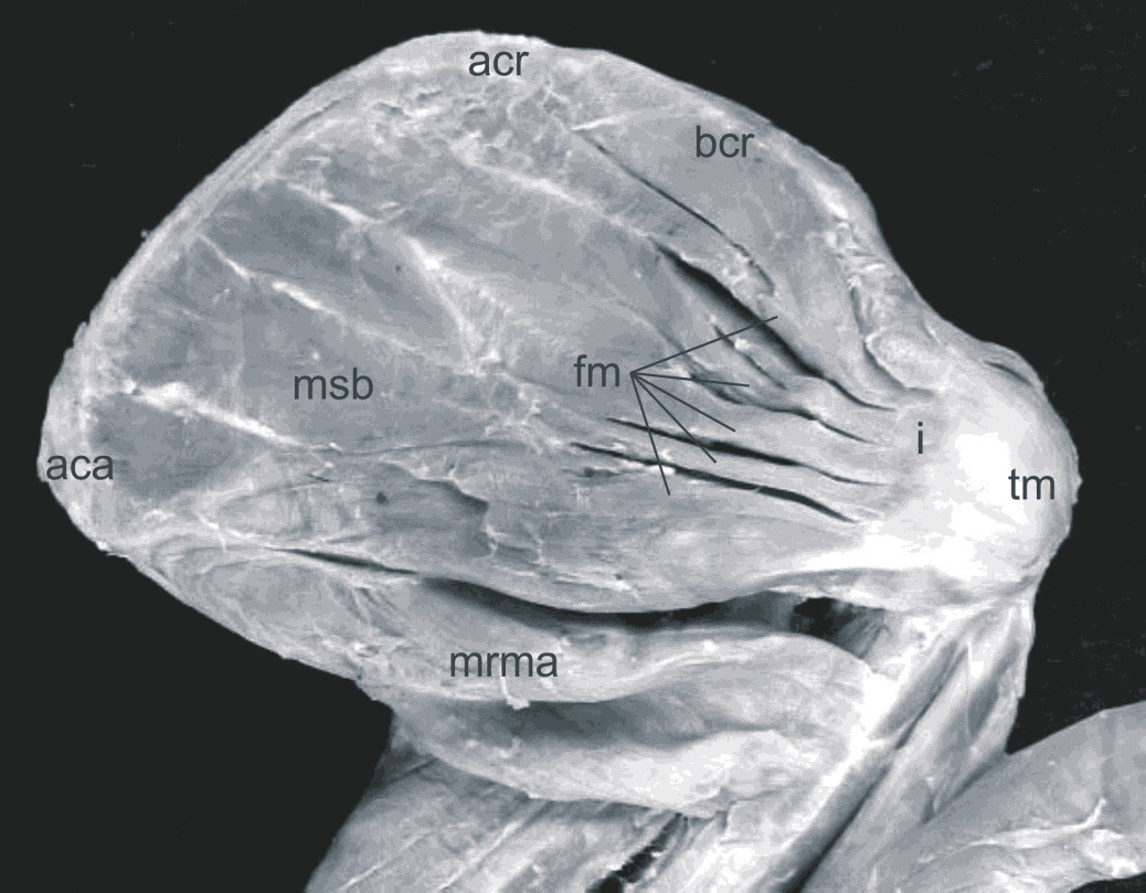 132 M. O. Lima et al. FIGURA 1: Músculo subescapular do Sapajus apella em vista ventral.