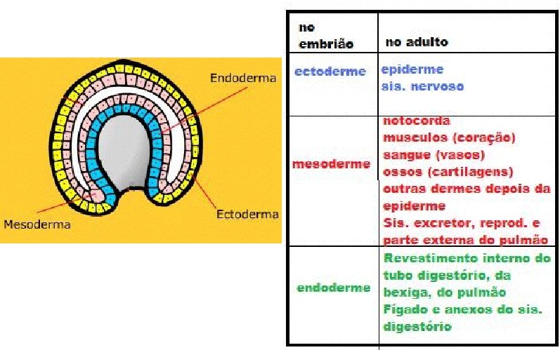 Tecido Conjuntivo CÉLULAS MESENQUIMAIS Cells derivadas do mesênquima (tecido embrionário, rico em matriz extracelular proveniente do mesoderma);