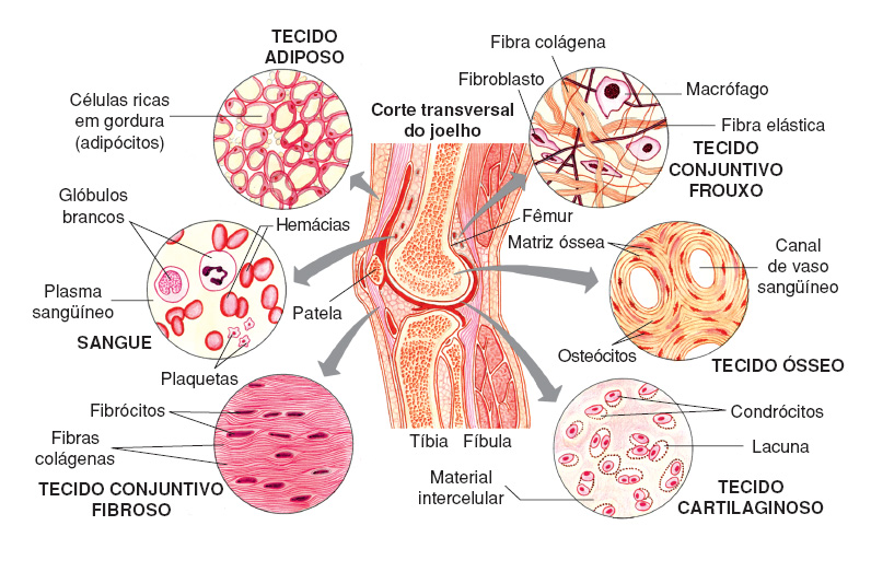 Tecido