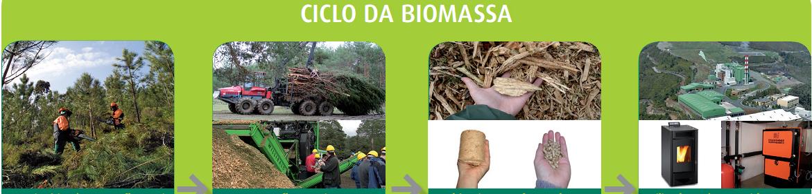 Dinamização de uma Cadeia de valor da biomassa florestal Biomassa florestal primária (residual) Subprodutos da exploração
