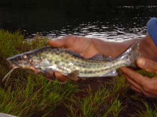 mandi amarelo 250 0,363 Hypostomus sp. cascudo 10 0,015 Cichla sp.