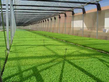 Inovações x modernização do setor produtivo de hortaliças as Agregação de tecnologia: Produção de mudas em bandejas com substrato; Expansão do uso de sementes híbridas; Mudas