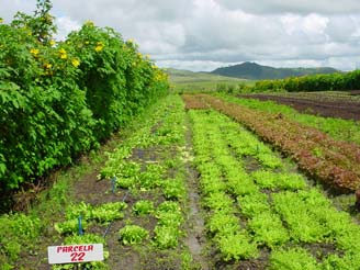Oportunidade de crescimento de hortaliças as orgânicas Brasil ocupa a 5ª 5 posição em área em cultivo orgânico; Crescimento de 30 % ao ano; Movimenta cerca de R$ 500 milhões/ano; 19 mil propriedades