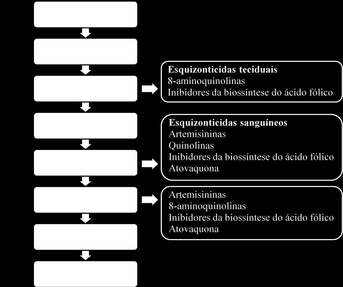 34 Figura 4 Representação esquemática do ciclo biológico dos plasmódios e indicação dos alvos de ação dos antimaláricos. Fonte: GUERIN et al., 2002.