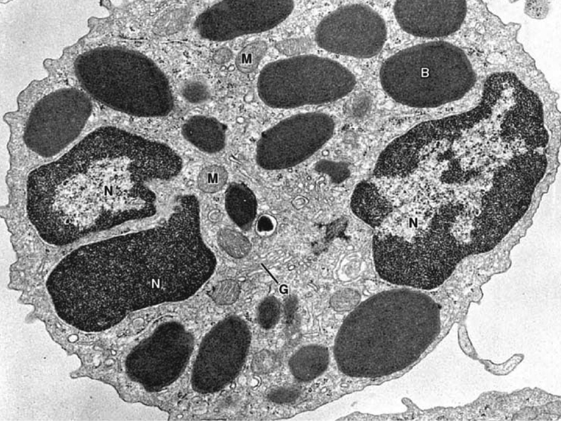 BASÓFILOS menos numerosos núcleo bilobulado retorcido (S) - (grande quantidade de grânulos) Grânulos