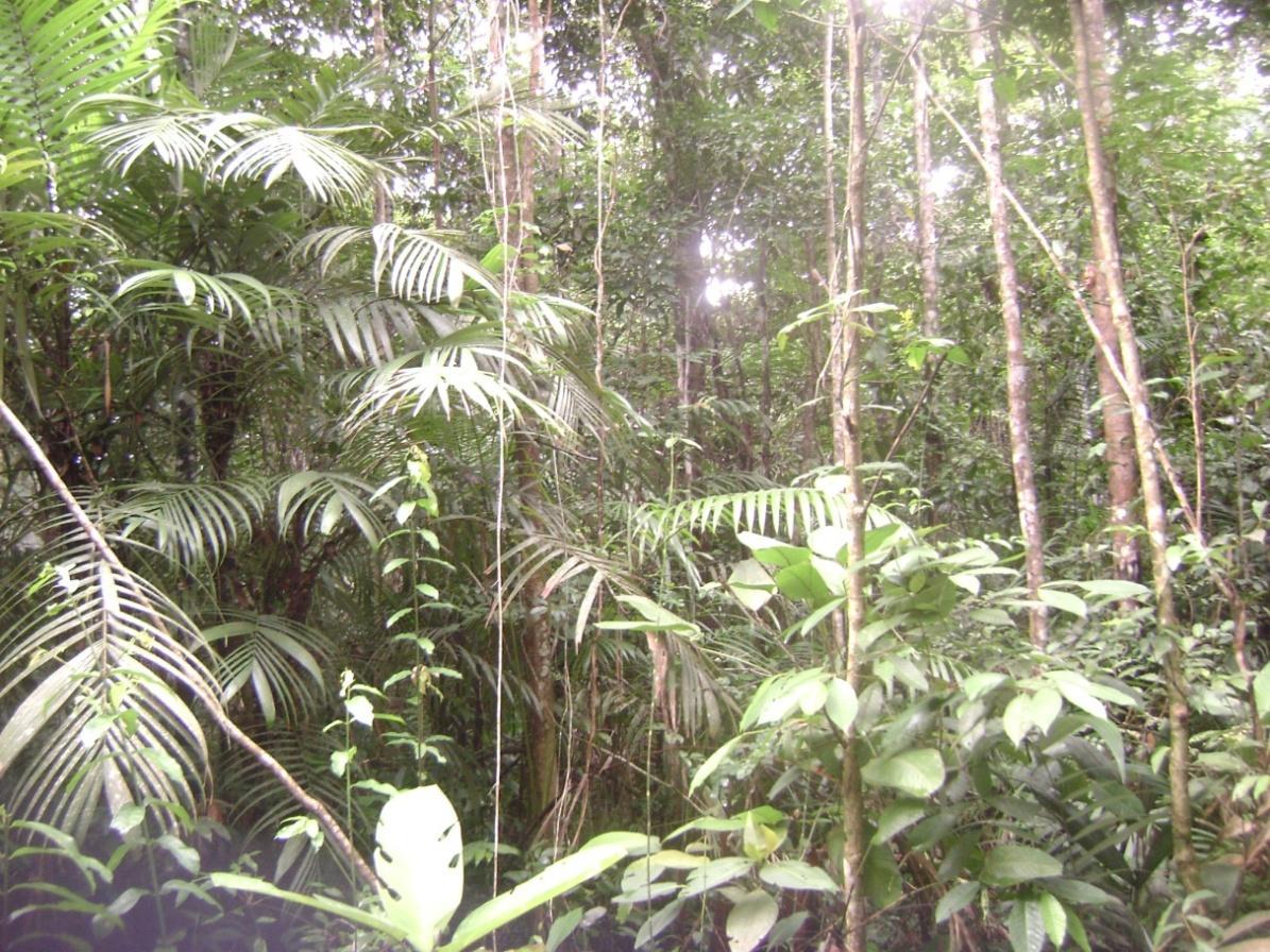 110 Em seguida há floresta amazônica preservada, mostrada na fig. 6.4, até 1035 metros no percurso.