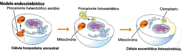 Estruturas Pedagógicas Direção-Geral dos Estabelecimentos Escolares Direção de Serviços da Região Centro Área disciplinar de Biologia e Geologia Ano letivo 2015/2016 Ficha de Trabalho de Biologia e