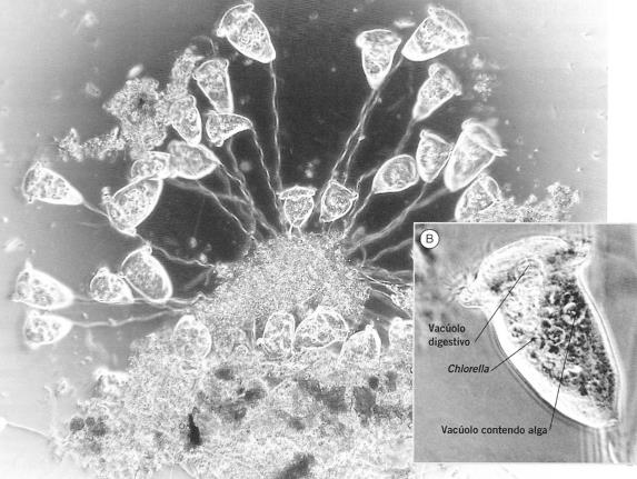 RELAÇÃO BIÓTICA ENTRE UM PROTOZOÁRIO E UMA ALGA Vorticella é um protozoário heterotrófico em cuja célula, em forma de sino, se podem encontrar numerosas células de uma alga autotrófica, Chlorella