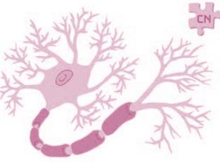 Célula muscular Células do sangue - hemácias Neurônios CÉLULAS DO NOSSO