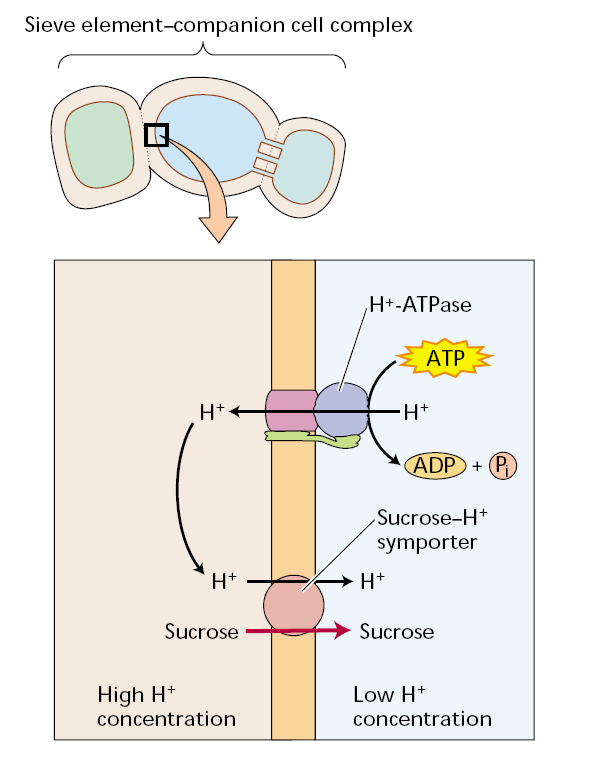 A absorção de sacarose na rota apoplástica para elementos crivados envolve um