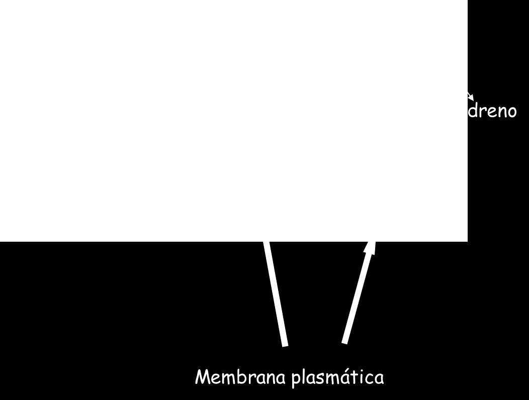 atravessa pelo menos duas