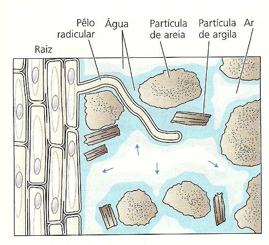 BALANÇO HÍDRICO DAS PLANTAS FISIOLOGIA VEGETAL Relações hídricas Parte II Água no solo Absorção de água pelas raízes