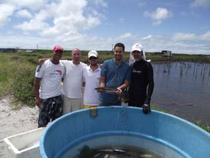 Criação do beijupirá em viveiros escavados - Aquatec/Camanor (RN) 1,5 kg em 4 a 6 meses - Lusomar/Bahia Pesca (BA) peixes de 450