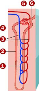 4.2.1. Ordene os números romanos da figura 3 que representam o circuito efectuado pelo sangue na grande circulação. 4.2.2. Identifique os números que assinalou na questão anterior. 4.3. Quando o sangue é bombeado da estrutura IV para a estrutura V, verifica-se que: (transcreva a afirmação correcta) a) o miocárdio está relaxado.