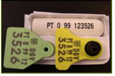 Identificação e Registo Animal SNIRA:MARCAÇÃO, IDENTIFICAÇÃO, REGISTO E CIRCULAÇÃO DE OVINOS E CAPRINOS inclui os seguintes elementos:. Marca auricular e meios de identificação eletrónica;.