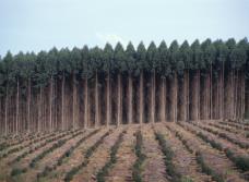 PARTE 3: Plano de produção florestal PARTE 3B: Sistema de produção de biomassa e mercados - Apresentar as atividades a serem realizadas no sistema de produção florestal, detalhando essas atividades