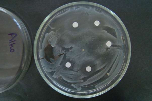 Figura 1: Ação inibidora do crescimento bacteriano A.